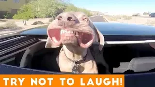Try Not To Laugh Funniest Animal Compilation August 2018 | Funny Pet Videos