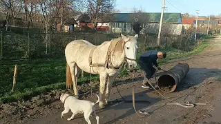 кобила на продажу