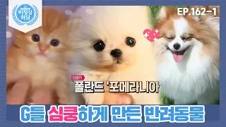 [비정상회담][162-1] 〈반려동물을 많이 키우는 나라?〉 G들 심쿵하게 만든 반려동물 (Abnormal Summit)