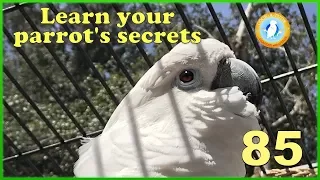 Learn your parrot's secrets | Ep.85: Understanding Your Bird | Cockatude: Cockatoos with Attitude