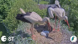 Balto stārķu ligzdā kļūst par trim putnēniem mazāk