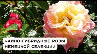 #розы #чайногибридные Хитпарад сортов чайно-гибридных роз немецкой селекции Kordes и Tantau