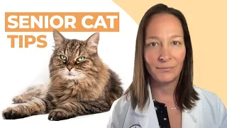 10 Proven Senior Cat Care Tips That Actually Work (A Vet's Perspective)