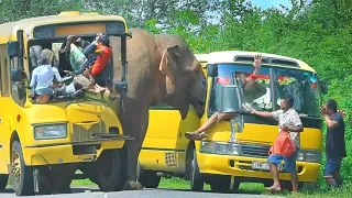 Dangerous elephants attack buses on the road #elephantattack