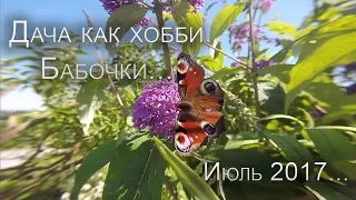 Дача как хобби. Бабочки.