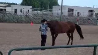 Horsemaster Project: Showmanship Training Tips