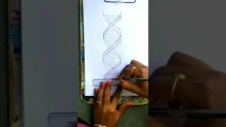 How to draw Structure of DNA double helix structure # Easy to draw DNA strand