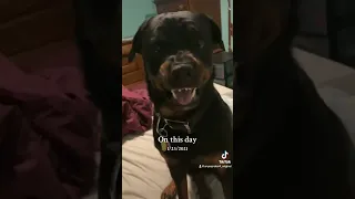 This Rottweiler my dog stole my bed! My wife! And my dignity #bear #bearfromtiktok