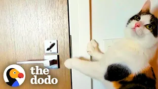 Cat Is Obsessed With Her Neighbor Down The Hall | The Dodo