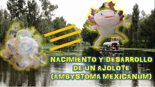 NACIMIENTO Y DESARROLLO DE UN AJOLOTE (AMBYSTOMA MEXICANUM)