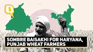 ‘No Labour, No Machines’: Wheat Farmers in Haryana, Punjab Spend a Sombre Baisakhi | The Quint