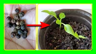 How To Grow Black Pepper from Seeds : Growing Peppercorn from Seeds at Home