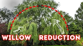 Weeping Willow Crown Reduction - Tree Pruning