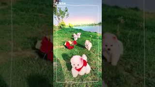 Cute pet baby dog Pomeranian