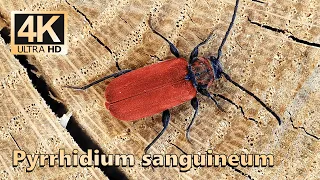 Pyrrhidium sanguineum