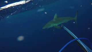 Aggressive Galapagos Shark, Ascension Island - see 2:20