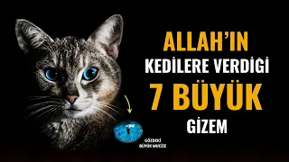 Allah'ın Kedilere Verdiği Müthiş 7 Büyük Gizem! Bıyıklarındaki Sır! Kediler İnsanlara Neden Yaklaşır