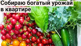 Обзор Огорода на Балконе 2022, Часть 6. Богатый Урожай Помидор в Городской Квартире.