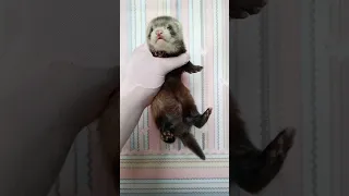 хорёк мальчик #ferret