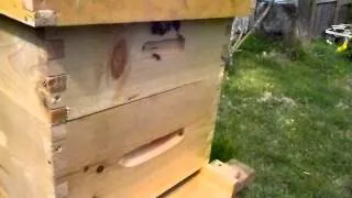 Bee (hive) Movie!