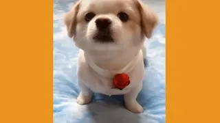 funny animals video funny cats and dogs 5 September 2022