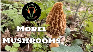 Morel Mushroom Hunting Foraging SW Pennsylvania How To DIY Habitat Podcast Prepper Survival Cook Eat