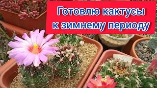 Готовлю кактусы к зимнему периоду