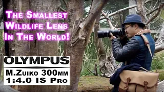 The SMALLEST Pro lens for Wildlife - RED35 Review Olympus M.Zuiko 300mm f4 IS Pro