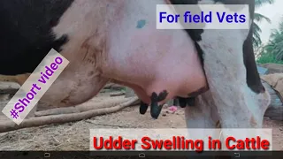 Udder Swelling Of Cattle-#Short video