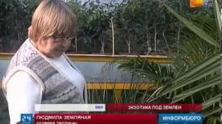 Уникальную подземную теплицу построили в ВКО