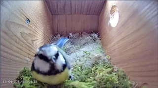 16th April 2021 - Blue tit nest box live camera highlights