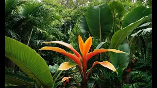 Tropical Plants 101: Bring the Exotic to Your Backyard