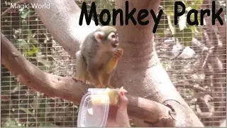 Best of Monkey Park Tenerife