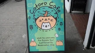 VISITING VANCOUVER'S CATORO CAT CAFÉ 🐈