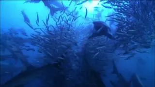 Watch Great Sardine Run | Nature on PBS