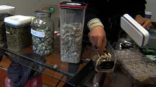 Growing support for legalizing "magic mushrooms" in Washington state
