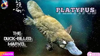 Platypus: Unique & Fascinating|Mysteries of the Remarkable Platypus