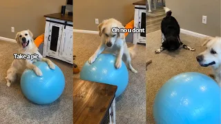 Dog Plays With Big Ball