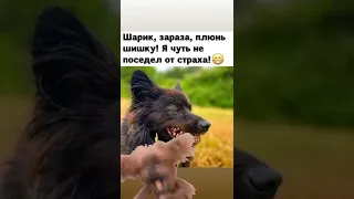 Шарик напугал👹🤣