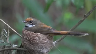 Rufous Fan tail up close HD Video Short version