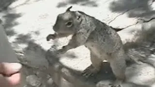 OMG! How cute is this squirrel?