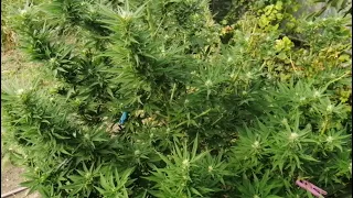 "Outdoor 3"Big Devil 106 дней,Цветение 3+ Недели. Early Skunk  Предцветение. АУТ 2021 🌱