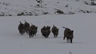 KAR - SOĞUK - TİPİ ve AKSİYON DOLU BİR  AV  / SNOW - COLD - TYPE and ACTION-FULL HUNTING