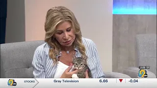 SAINT Cat Rescue talks cat adoption