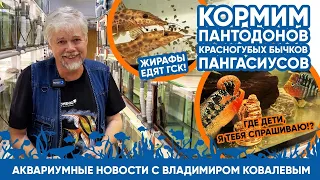 Аквариумные новости с Владимиром Ковалевым (11.11.2023). БОЛЬШАЯ КОРМЁЖКА!