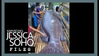 KMJS: Mystery behind Antique's giant grouper fish explained