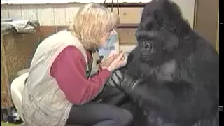 Gorilla Novel Vocalizations:  Koko "Huffs" into a Microphone