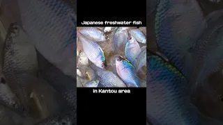 Japanese Freshwater Fish:  A List