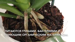 Чёрные жучки на орхидее, панцирные клещи и как избавиться