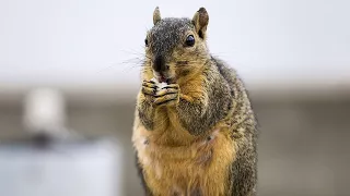 Squirrel steals GoPro camera baited with bread; Squirrel attacks California couple - Compilation